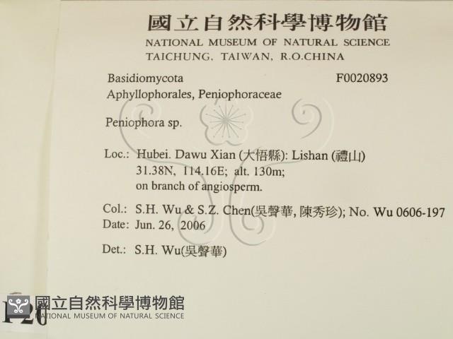 筍殼菌屬藏品圖，第2張