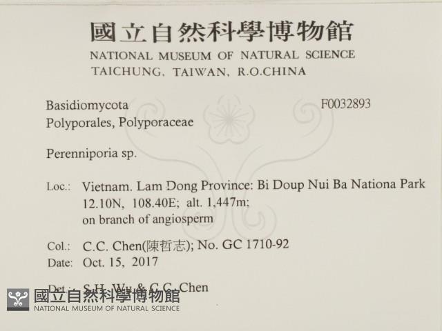 多年臥孔菌屬藏品圖，第2張