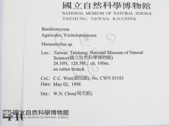 微皮傘屬藏品圖，第2張