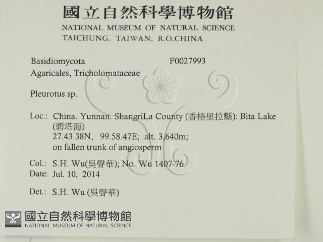 側耳屬藏品圖，第2張