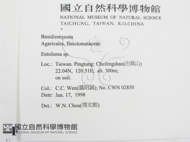粉褶菌屬藏品圖，第2張