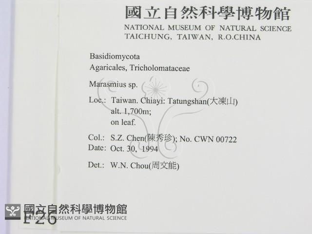 小皮傘屬藏品圖，第2張