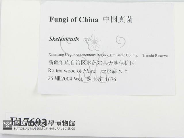 骨皮菌屬藏品圖，第2張