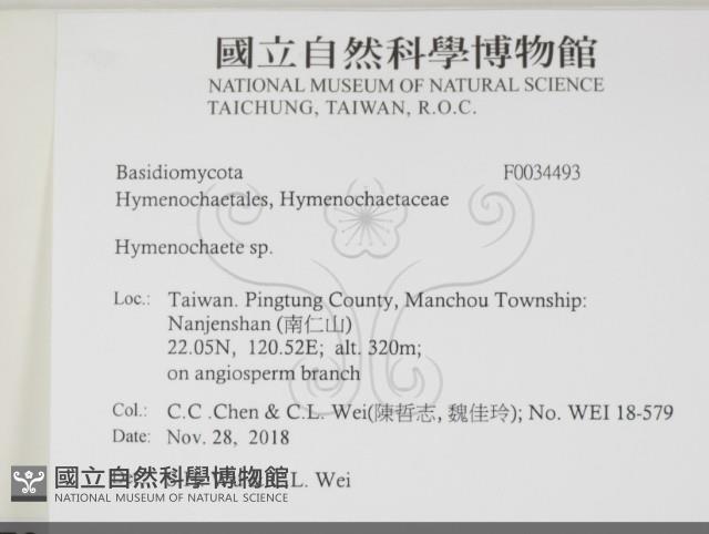 刺革菌屬藏品圖，第2張