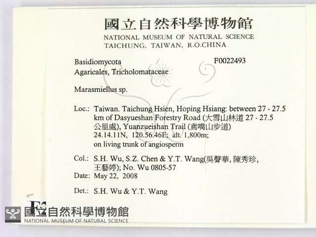 微皮傘屬藏品圖，第2張