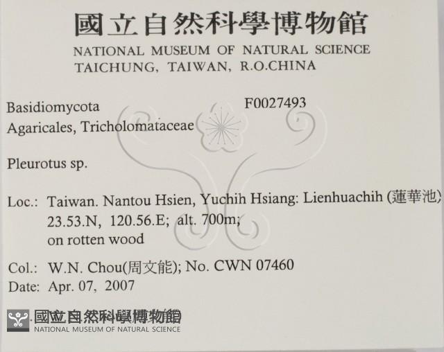 側耳屬藏品圖，第2張