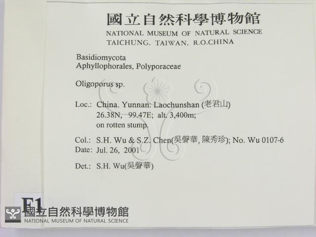 寡孔菌屬藏品圖，第2張