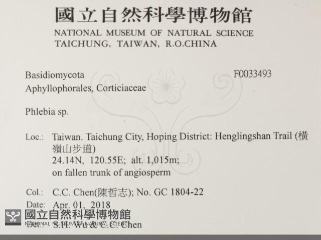 射脈菌屬藏品圖，第2張