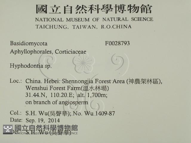 絲齒菌屬藏品圖，第2張