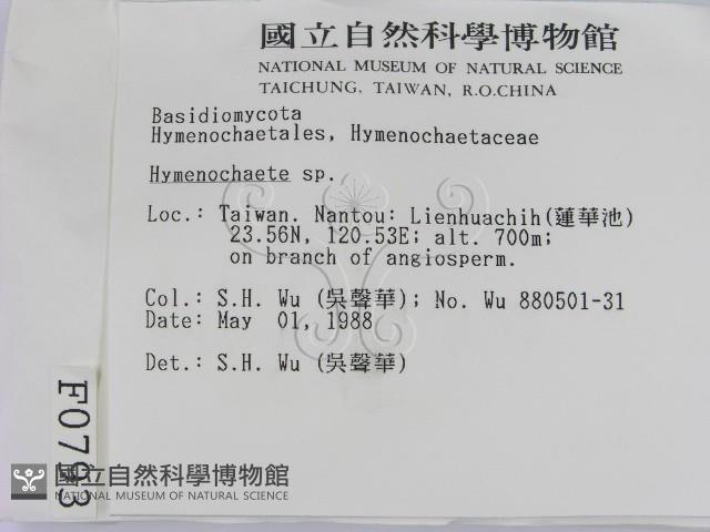 刺革菌屬藏品圖，第2張