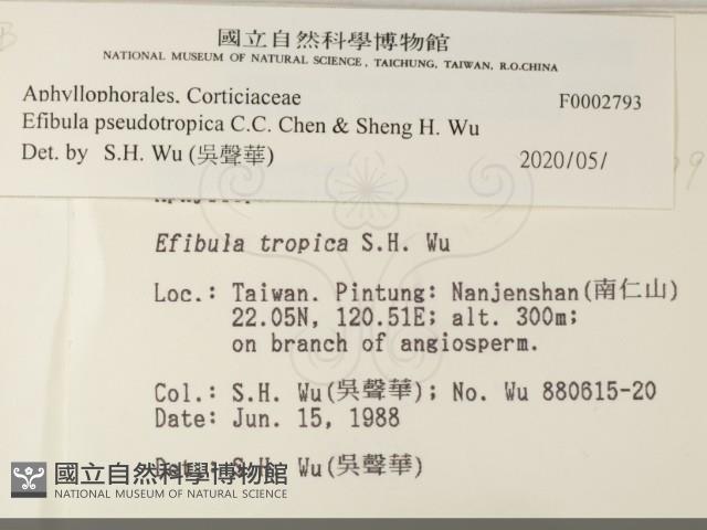 雲南無扣菌藏品圖，第2張