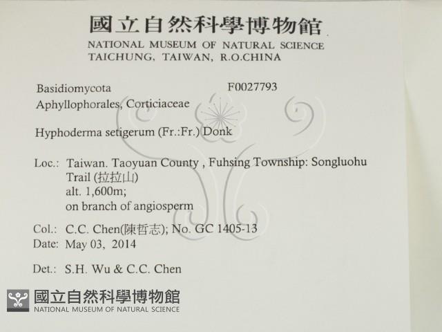 剛毛絲皮菌藏品圖，第2張