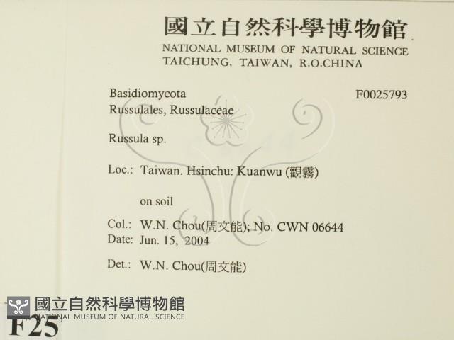 紅菇屬藏品圖，第2張