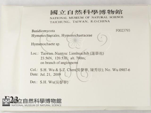 刺革菌屬藏品圖，第2張