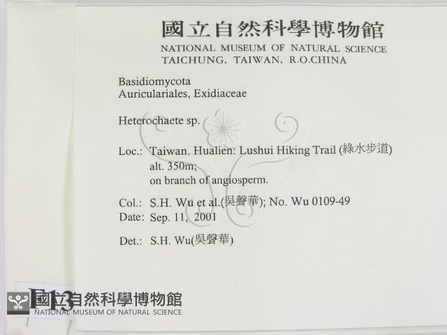 刺皮菌屬藏品圖，第2張