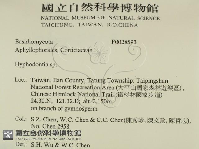 絲齒菌屬藏品圖，第2張