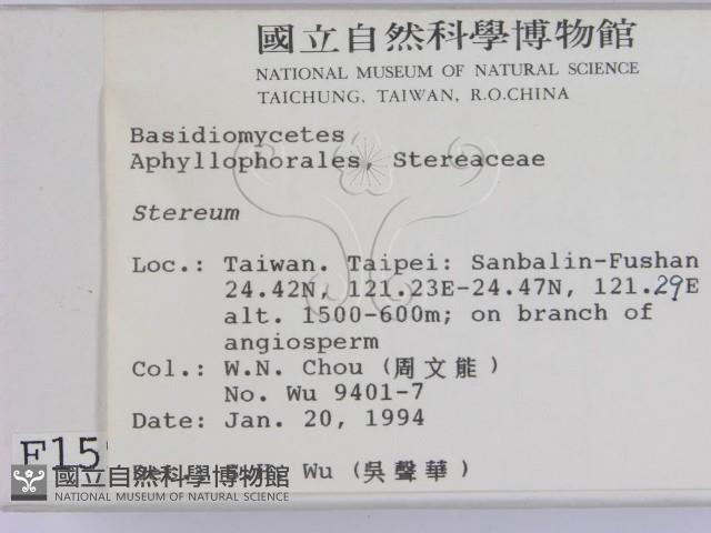 韌革菌屬藏品圖，第2張