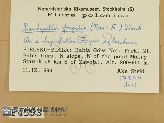 登錄號:F0004593藏品圖，第2張