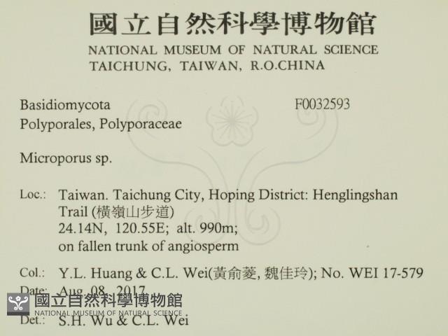 小孔菌屬藏品圖，第2張