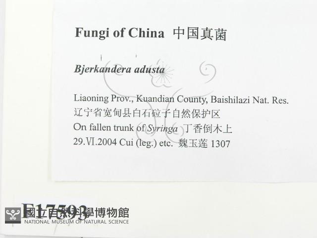 煙管菌藏品圖，第2張