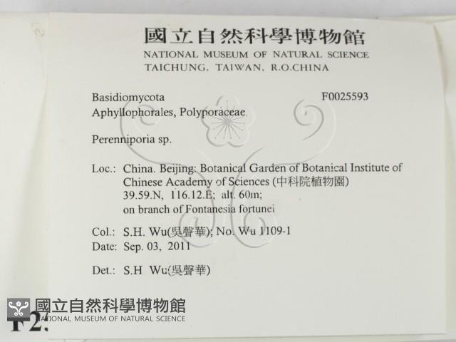 多年臥孔菌屬藏品圖，第2張