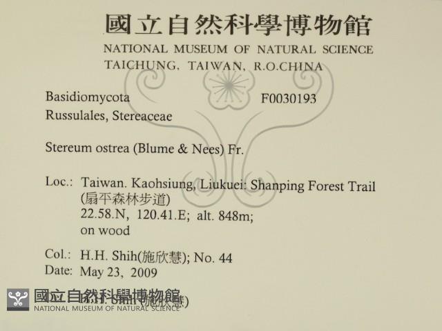 蠔韌革菌藏品圖，第2張