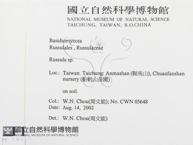 紅菇屬藏品圖，第2張