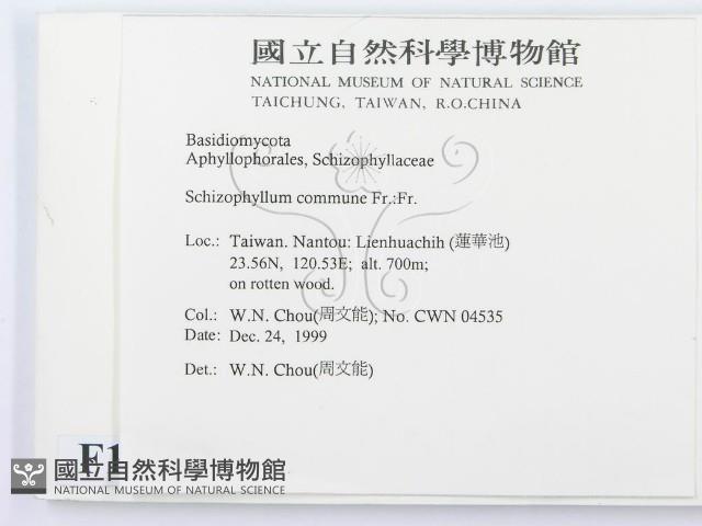 裂褶菌藏品圖，第2張