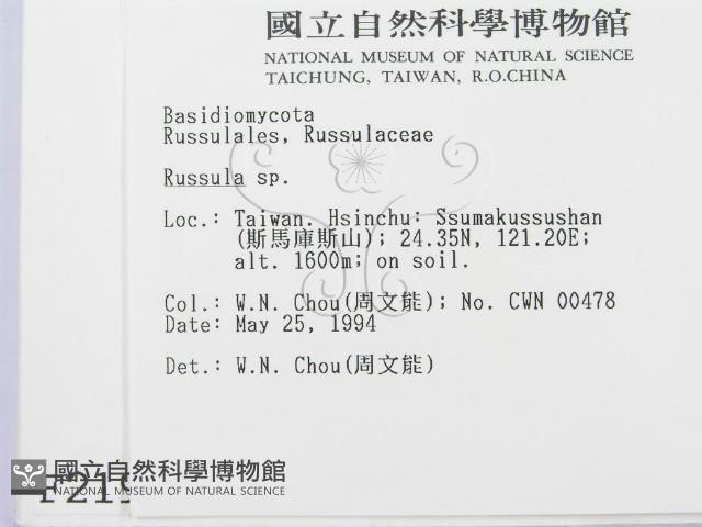 紅菇屬藏品圖，第2張