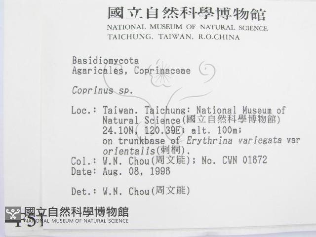 鬼傘屬藏品圖，第2張