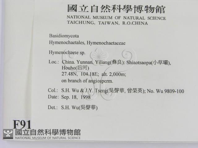 刺革菌屬藏品圖，第2張