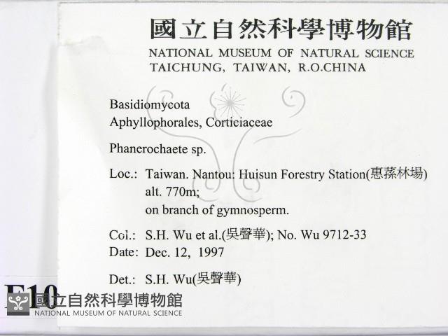 顯絲菌屬藏品圖，第2張