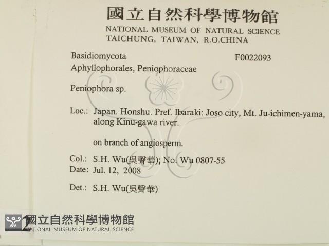 筍殼菌屬藏品圖，第2張