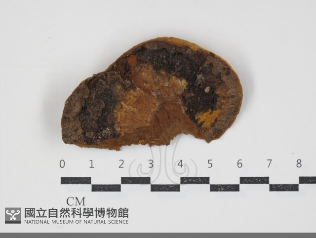 漆屬桑黃藏品圖，第2張