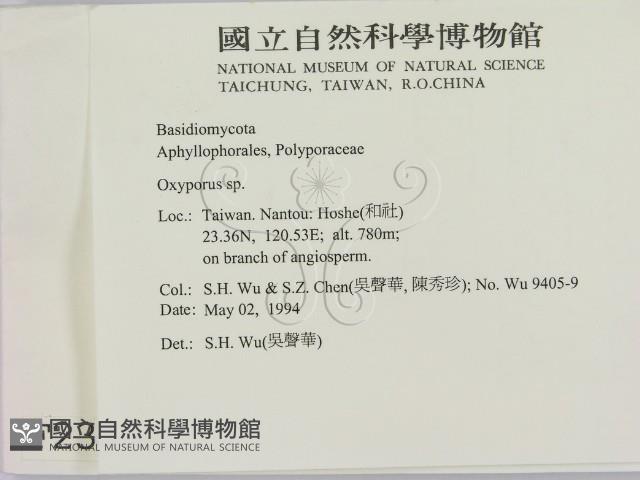 銳孔菌屬藏品圖，第2張