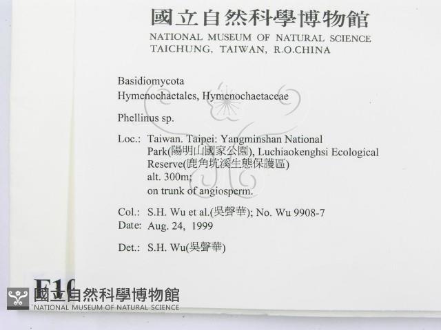 木層孔菌屬藏品圖，第2張