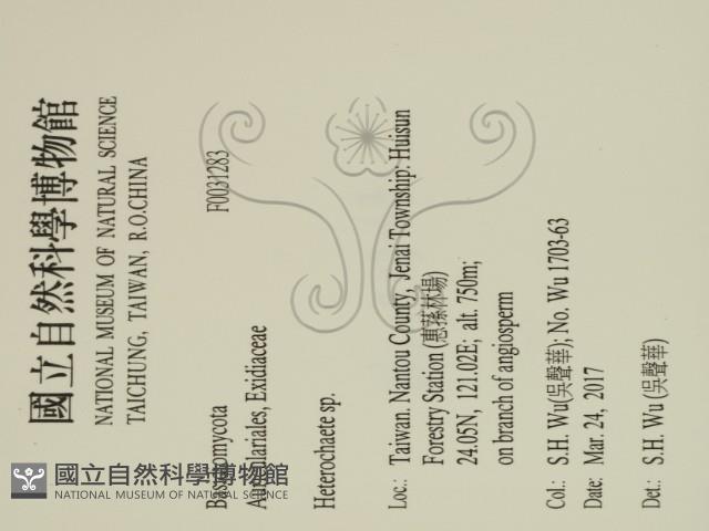 刺皮菌屬藏品圖，第2張