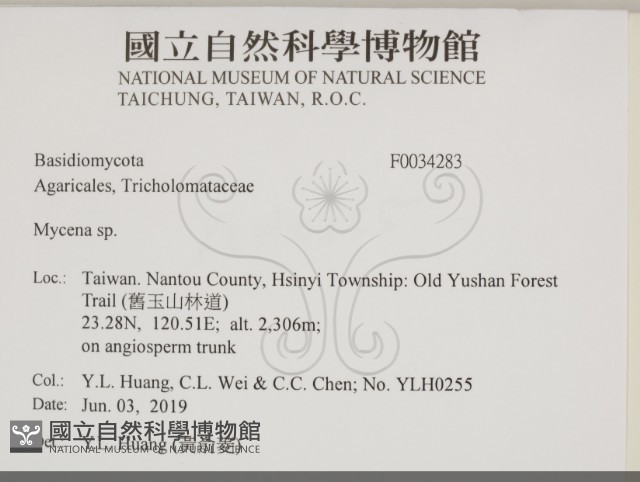 小菇屬藏品圖，第2張