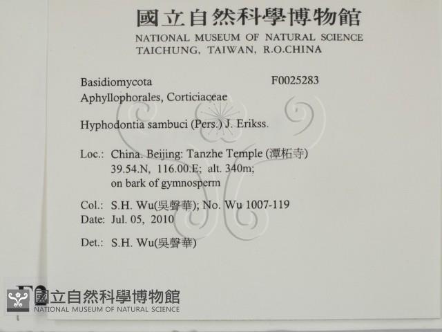 冇骨消絲齒菌藏品圖，第2張