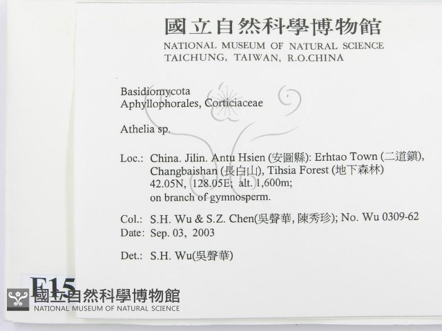 阿太菌屬藏品圖，第2張