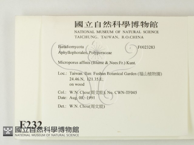 相鄰小孔菌藏品圖，第2張