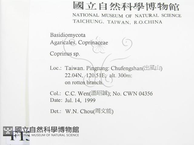 鬼傘屬藏品圖，第2張