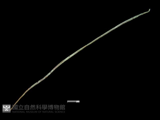髮簪藏品圖，第1張