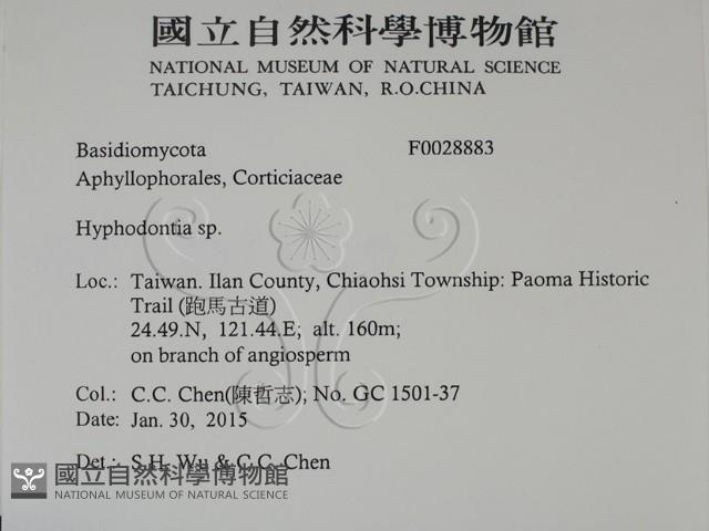 絲齒菌屬藏品圖，第2張
