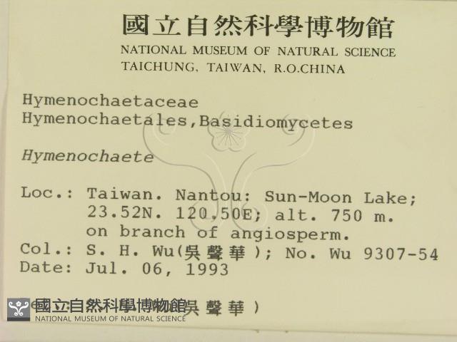 刺革菌屬藏品圖，第2張