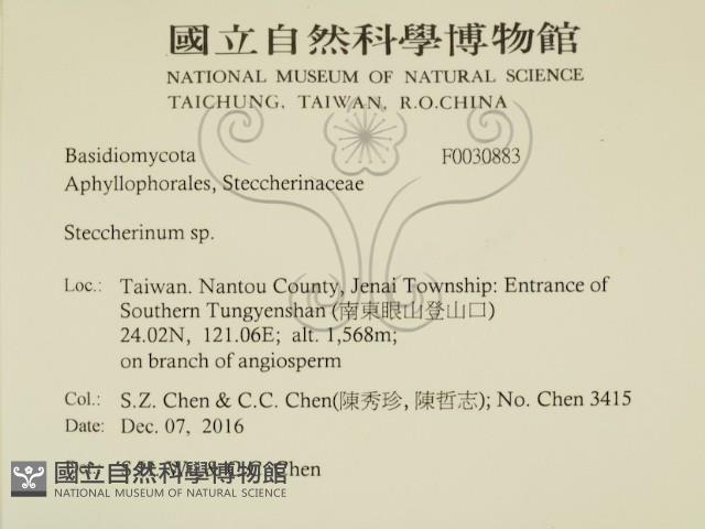 齒耳菌屬藏品圖，第2張