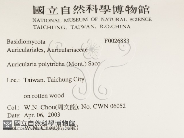 毛木耳藏品圖，第2張