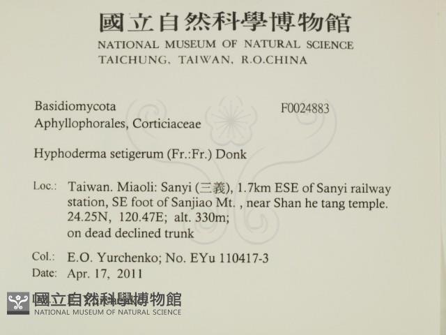 剛毛絲皮菌藏品圖，第2張