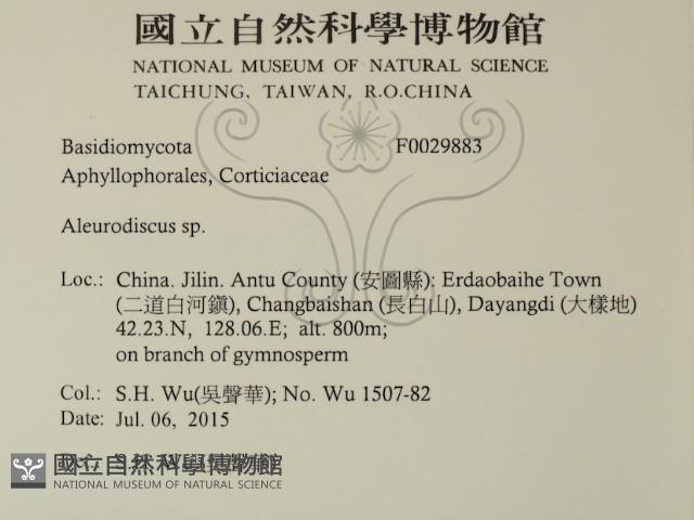 盤革菌屬藏品圖，第2張