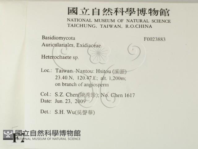 刺皮菌屬藏品圖，第2張